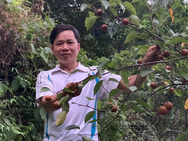 Kỹ sư nông nghiệp người Tày lên núi chinh phục &quot;vùng đất khó&quot; - Ảnh 4.