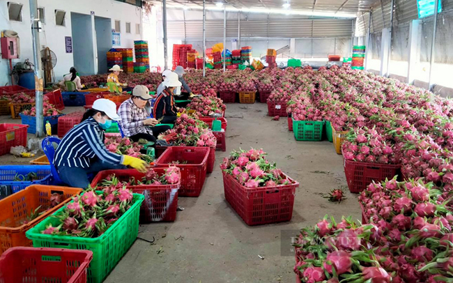 Thu mua thanh long xuất khẩu của một doanh nghiệp ở huyện Hàm Thuận Nam. Ảnh: Nguyên Vỹ