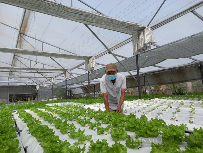 Sang tận Malaysia học nghề trồng rau thủy canh, 8X Đà Nẵng thu lãi 20 triệu đồng/tháng - Ảnh 1.
