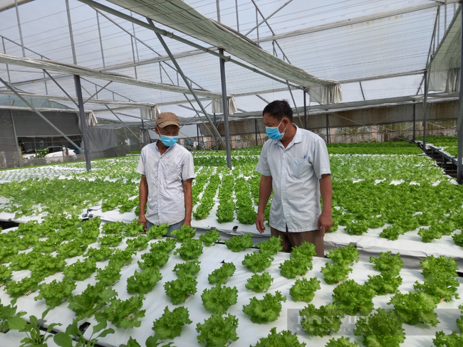 Sang tận Malaysia học nghề trồng rau thủy canh, 8X Đà Nẵng thu lãi 20 triệu đồng/tháng - Ảnh 2.