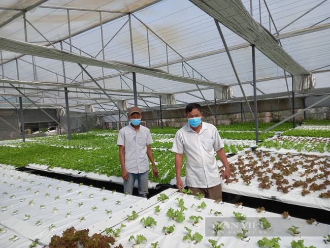Sang tận Malaysia học nghề trồng rau thủy canh, 8X Đà Nẵng thu lãi 20 triệu đồng/tháng - Ảnh 5.