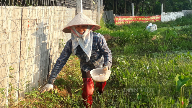 Thái Nguyên: Cô giáo mầm non về làng nuôi đam mê với nghề nuôi ốc nhồi - Ảnh 6.