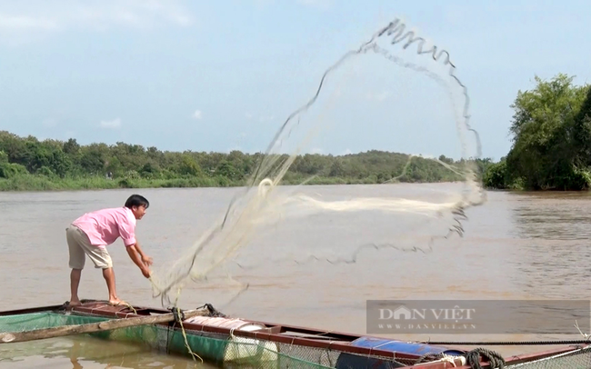 Anh Bùi Văn Mãng nuôi cá lồng ở xã Thanh Sơn (huyện Định Quán). Ảnh: Trung Kiên