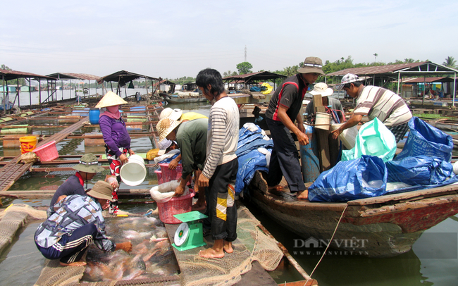 Người dân thu hoạch cá lồng bè trên sông Đồng Nai. Ảnh chụp trước dịch Covid-19. Ảnh: Minh Khôi.