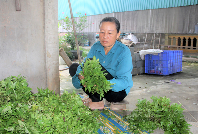 Hà Tĩnh: Nông dân nhìn cánh đồng rau gia vị ứa nước mắt vì bán rẻ như cho - Ảnh 6.