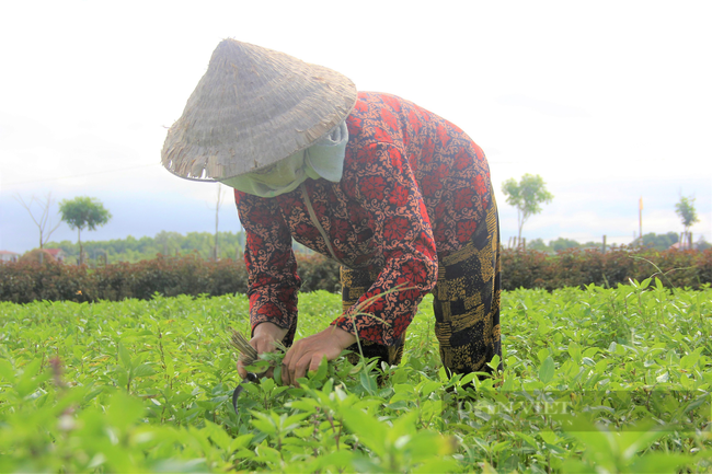 Hà Tĩnh: Nông dân nhìn cánh đồng rau gia vị ứa nước mắt vì bán rẻ như cho - Ảnh 8.