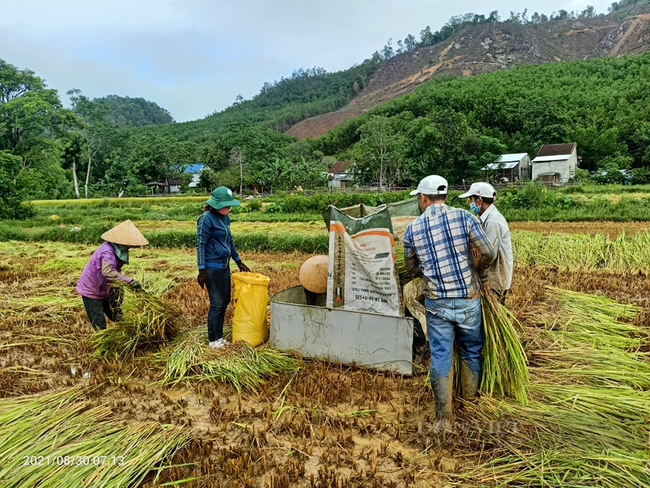 Quảng Nam: Nông dân xứ Quảng ra đồng gặt lúa giúp dân bị phong tỏa, cách ly  - Ảnh 1.