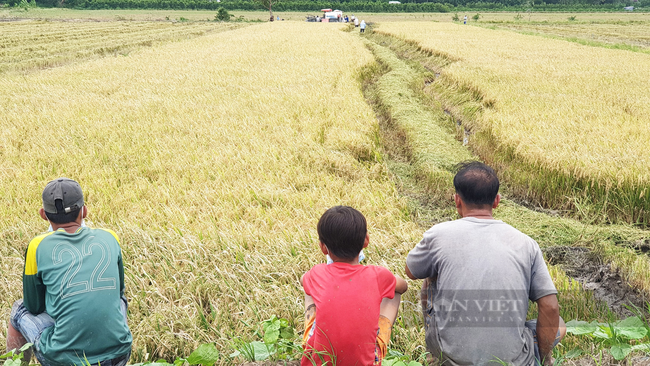 Cần Thơ: Thanh niên rủ nhau đi bắt chuột đồng trong những ngày đầu thu hoạch lúa Thu Đông 2021 - Ảnh 15.