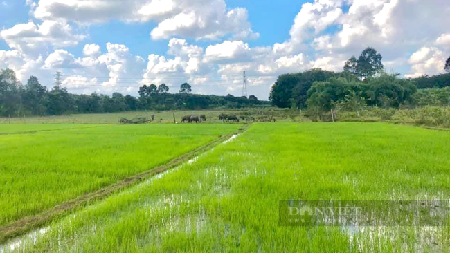 Cánh đồng lúa ở ở xã An Khương, huyện Hớn Quản. Ảnh: Trần Khánh