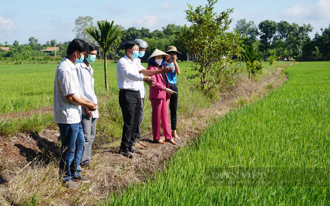 Cán bộ Hội Nông dân tỉnh Bình Phước khảo sát vùng trùng gạo sạch xã Lộc Quang, huyện Lộc Ninh. Ảnh: Hội Nông dân Bình Phước.