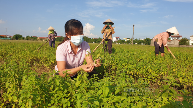 Ninh Bình: Trồng bạt ngàn các cây dược liệu quý, 8x hái về gần nửa tỷ mỗi năm.  - Ảnh 1.