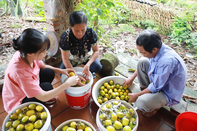 Giúp khẳng định thương hiệu hồng Gia Thanh sai quả - Ảnh 3.