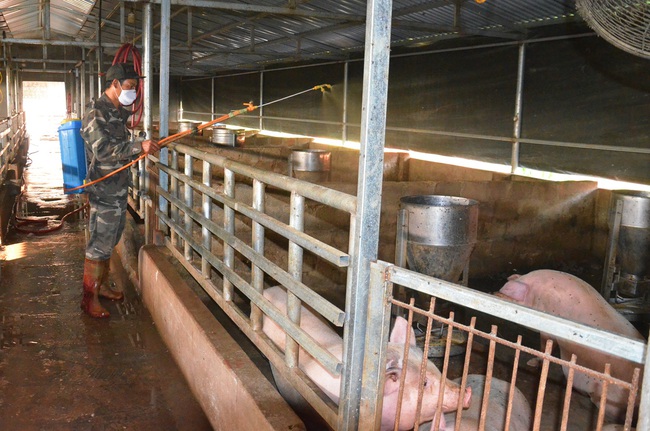 Dịch tả lợn châu Phi tái phát: Tăng chăn nuôi an toàn  sinh học - Ảnh 2.