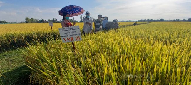 Quảng Ngãi: Nông dân phấn khởi với các giống lúa mới của Vinaseed chống chịu được thời tiết khắc nghiệt - Ảnh 1.