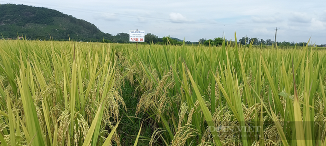 Quảng Ngãi: Nông dân phấn khởi với các giống lúa mới của Vinaseed chống chịu được thời tiết khắc nghiệt - Ảnh 3.