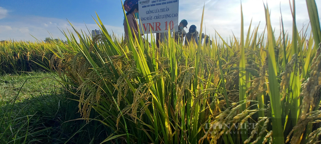 Quảng Ngãi: Nông dân phấn khởi với các giống lúa mới của Vinaseed chống chịu được thời tiết khắc nghiệt - Ảnh 4.