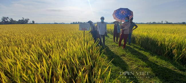 Quảng Ngãi: Nông dân phấn khởi với các giống lúa mới của Vinaseed chống chịu được thời tiết khắc nghiệt - Ảnh 5.