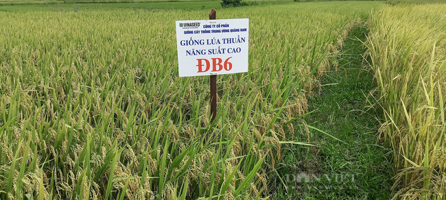 Quảng Ngãi: Nông dân phấn khởi với các giống lúa mới của Vinaseed chống chịu được thời tiết khắc nghiệt - Ảnh 6.