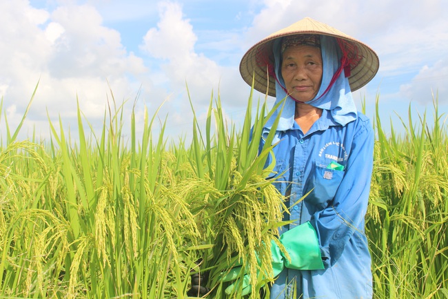 Trồng lúa Ngọc Châu cho năng suất cao, nông dân Nam Định say mê sản xuất - Ảnh 1.