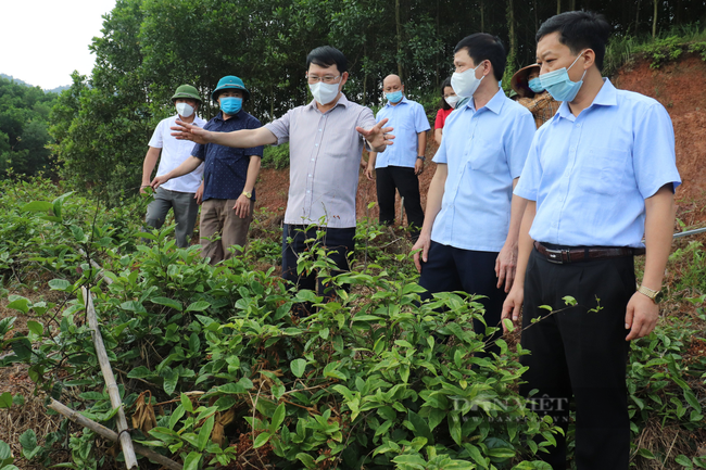 Bắc Giang: Trồng cây đặc sản có củ dài ngoằng, cứ 1ha trồng nông dân miền núi kiếm tiền tỷ không khó - Ảnh 2.