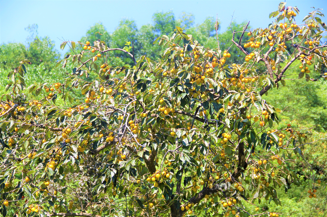 Hồng giòn Yên Du (Hà Tĩnh) chín đỏ rực, trái sai trĩu cành, bán “đắt như tôm tươi” - Ảnh 3.