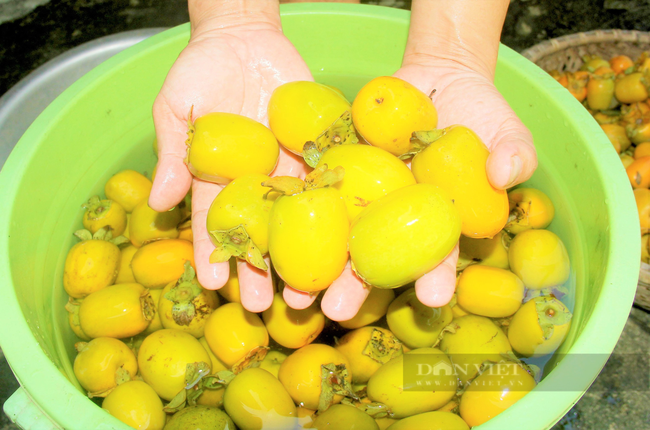 Hồng giòn Yên Du (Hà Tĩnh) chín đỏ rực, trái sai trĩu cành, bán “đắt như tôm tươi” - Ảnh 5.