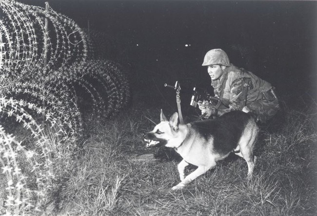 Lý giải việc chó quân sự của Mỹ chết như ngả rạ ở Việt Nam - Ảnh 1.