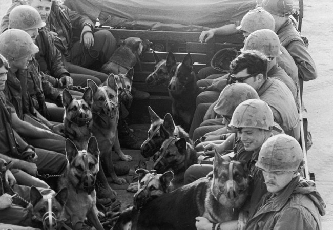 Lý giải việc chó quân sự của Mỹ chết như ngả rạ ở Việt Nam - Ảnh 5.