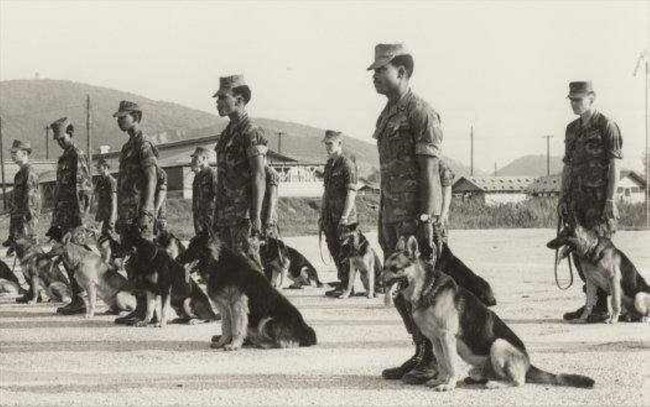 Lý giải việc chó quân sự của Mỹ chết như ngả rạ ở Việt Nam - Ảnh 6.