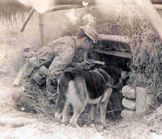 Chó quân sự: Hãy cùng chiêm ngưỡng hình ảnh các chú chó quân sự đáng yêu và thông minh trong chuyên cơ và trên mặt đất.