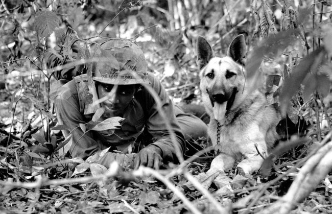 Lý giải việc chó quân sự của Mỹ chết như ngả rạ ở Việt Nam - Ảnh 8.