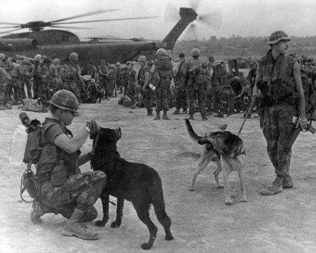 Lý giải việc chó quân sự của Mỹ chết như ngả rạ ở Việt Nam - Ảnh 11.