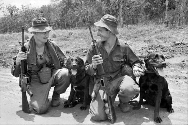 Lý giải việc chó quân sự của Mỹ chết như ngả rạ ở Việt Nam - Ảnh 12.