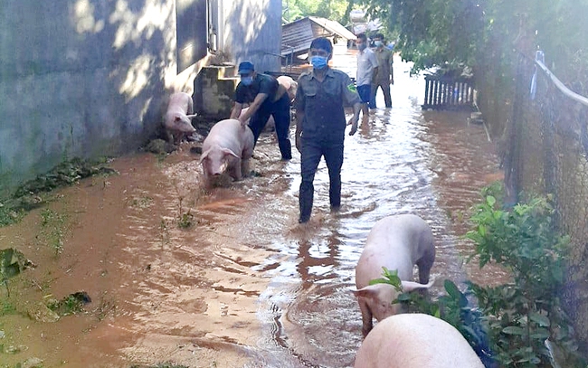 Lực lượng chức năng hỗ trợ di tản đàn heo của người dân ở thị trấn Tân Khai, huyện Hớn Quản ra khỏi vùng ngập. Ảnh: UBND huyện Hớn Quản.