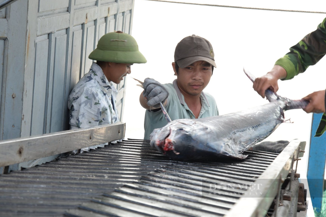 Nam Định: Vẫn còn tình trạng tàu cá vi phạm pháp luật về khai thác thủy sản - Ảnh 2.