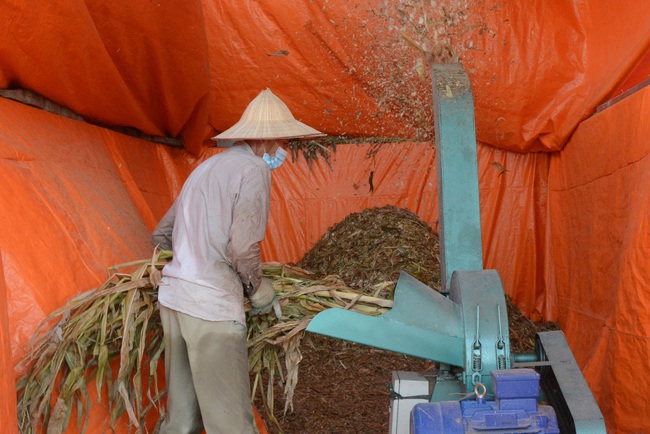 Nam Định: Nuôi bò siêu to khổng lồ, bán 1 con lãi cả chục triệu đồng - Ảnh 3.