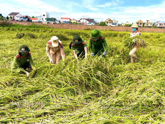 Công an Quảng Bình xuống đồng gặt lúa chở về tận nhà cho nông dân vùng phong tỏa - Ảnh 1.