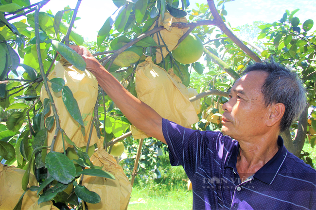 Hội Nông dân Hà Tĩnh “giải cứu” gần 90 tấn bưởi Phúc Trạch cho nông dân - Ảnh 1.