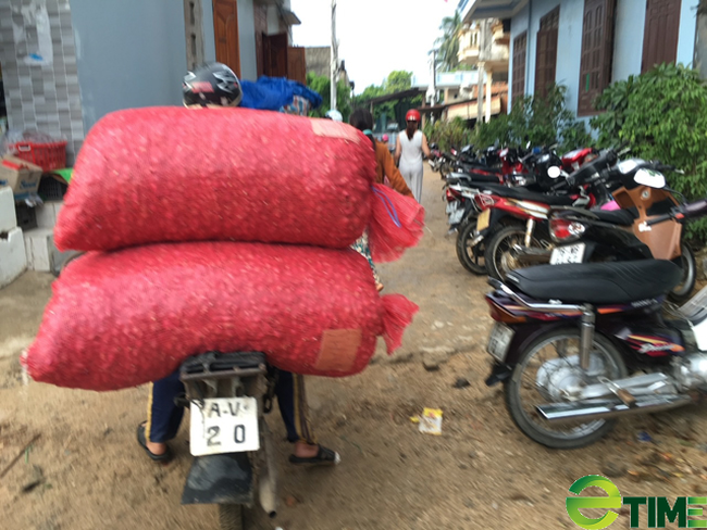 Quảng Ngãi: Giá tỏi Lý Sơn bất giờ tăng cao trở lại nhưng nhiều người dân chưa muốn bán   - Ảnh 4.