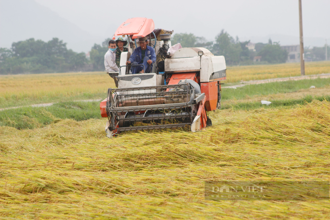 Đường dây nóng hỗ trợ sản xuất, tiêu thụ nông sản trong mùa dịch Covid-19 ở Quảng Bình - Ảnh 1.
