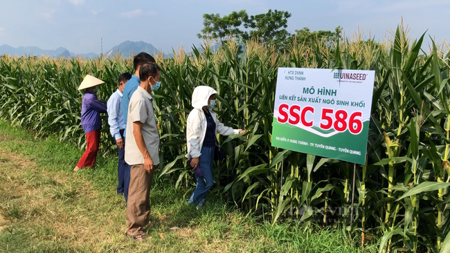 Chọn giống ngô mới cho năng suất “như mơ”, nông dân xứ Tuyên thu lợi nhuận gấp đôi - Ảnh 1.