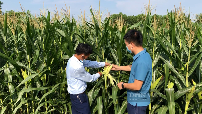 Chọn giống ngô mới cho năng suất “như mơ”, nông dân xứ Tuyên thu lợi nhuận gấp đôi - Ảnh 2.