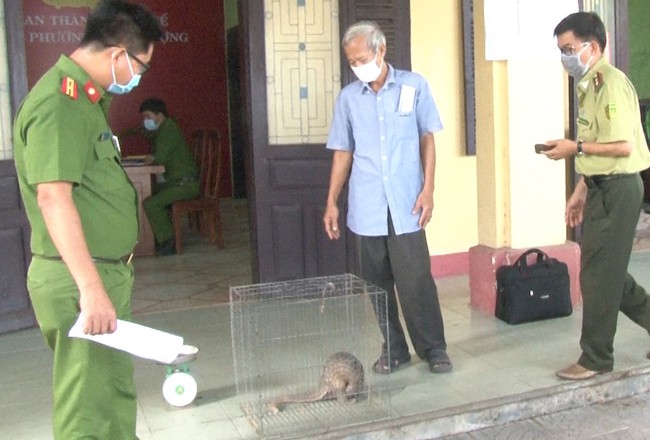 Huế: Dân thành phố bất ngờ bắt được tê tê vàng quý hiếm nặng 4kg tự chạy vào nhà  - Ảnh 2.