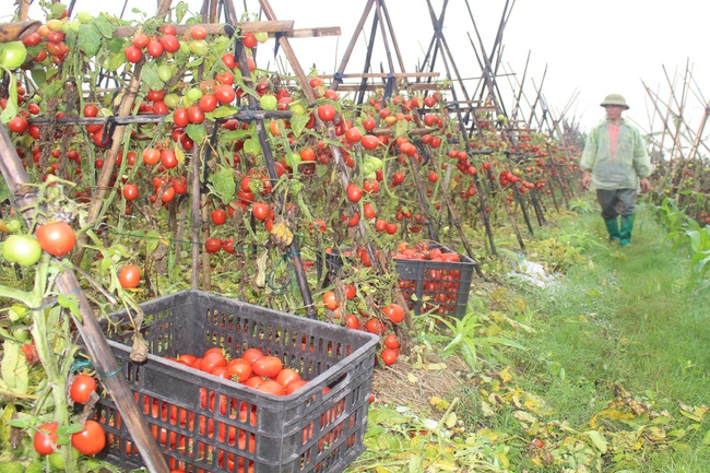 Khó khăn, nhưng thu được nhiều “trái ngọt”, năm 2021 Nam Định tiếp tục “bật mí” kế hoạch sản xuất vụ Đông - Ảnh 2.