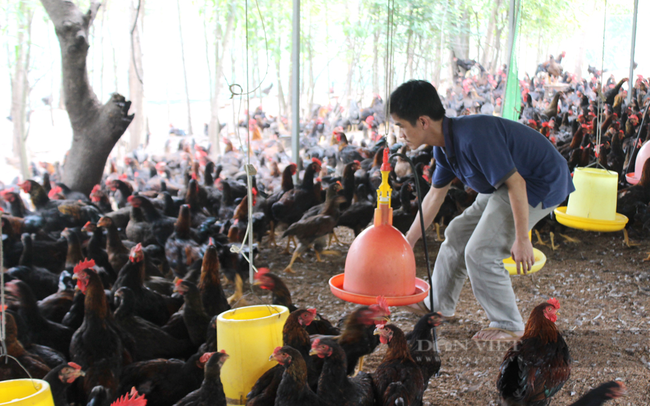 Nông dân chăn nuôi gà lông màu ở tỉnh Đồng Nai. Ảnh: Trần Khánh