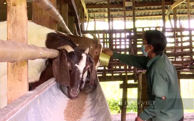 Ông Ngô Kiệt ở ấp Bù Tam, xã Lộc Quang đang chăm sóc đàn dê. Ảnh: Thu Trang