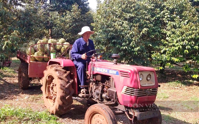 Nông dân Bình Phước thu hoạch sầu riêng mùa vụ năm 2021. Ảnh: Trần Khánh