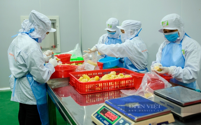Sơ chế sầu riêng thành sản phẩm cấp đông để xuất khẩu ở Công ty XNK trái cây Chánh Thu. Ảnh: Công ty Chánh Thu cung cấp.