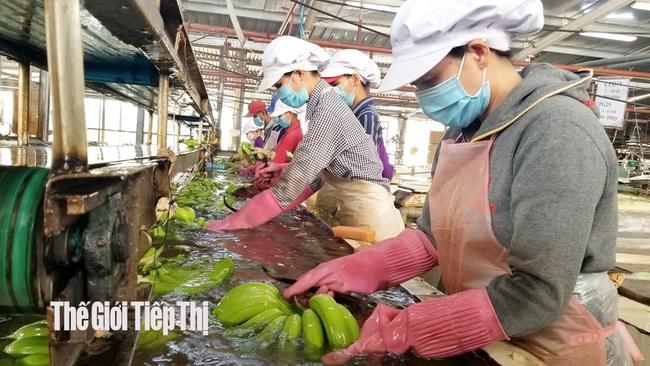 Sản phẩm chuối được phân loại, tuyển chọn tại nông trại ở Bình Phước trước khi vận chuyển về kho lạnh ở Bình Dương để bảo quản, đóng gói. Ảnh: Trần Khánh