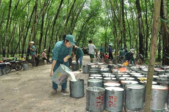 Người lao động thuộc Tập đoàn VRG khai thác mủ cao su. Ảnh: TCCS